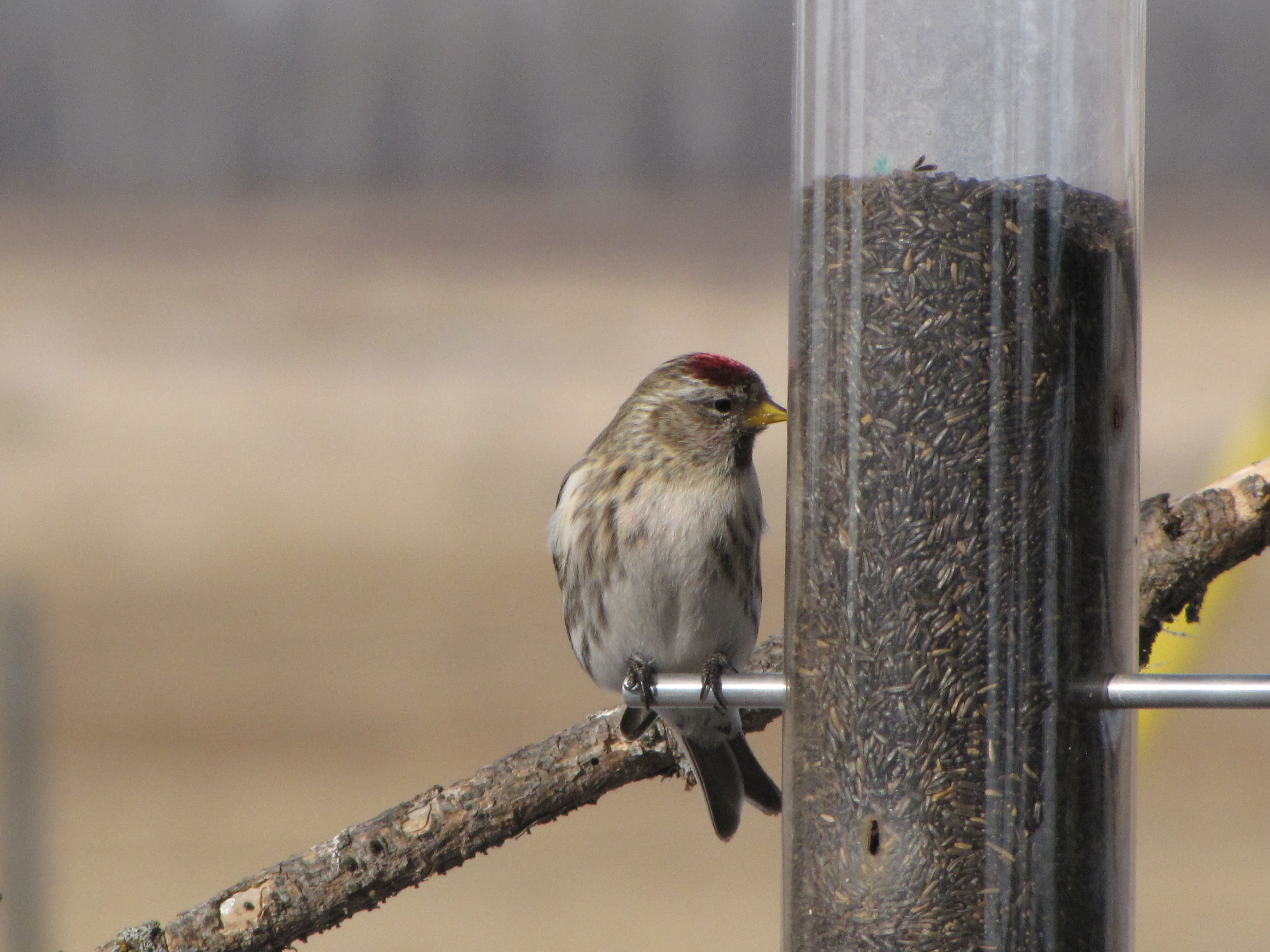 Feeding Birds In The Winter Prairie Birder